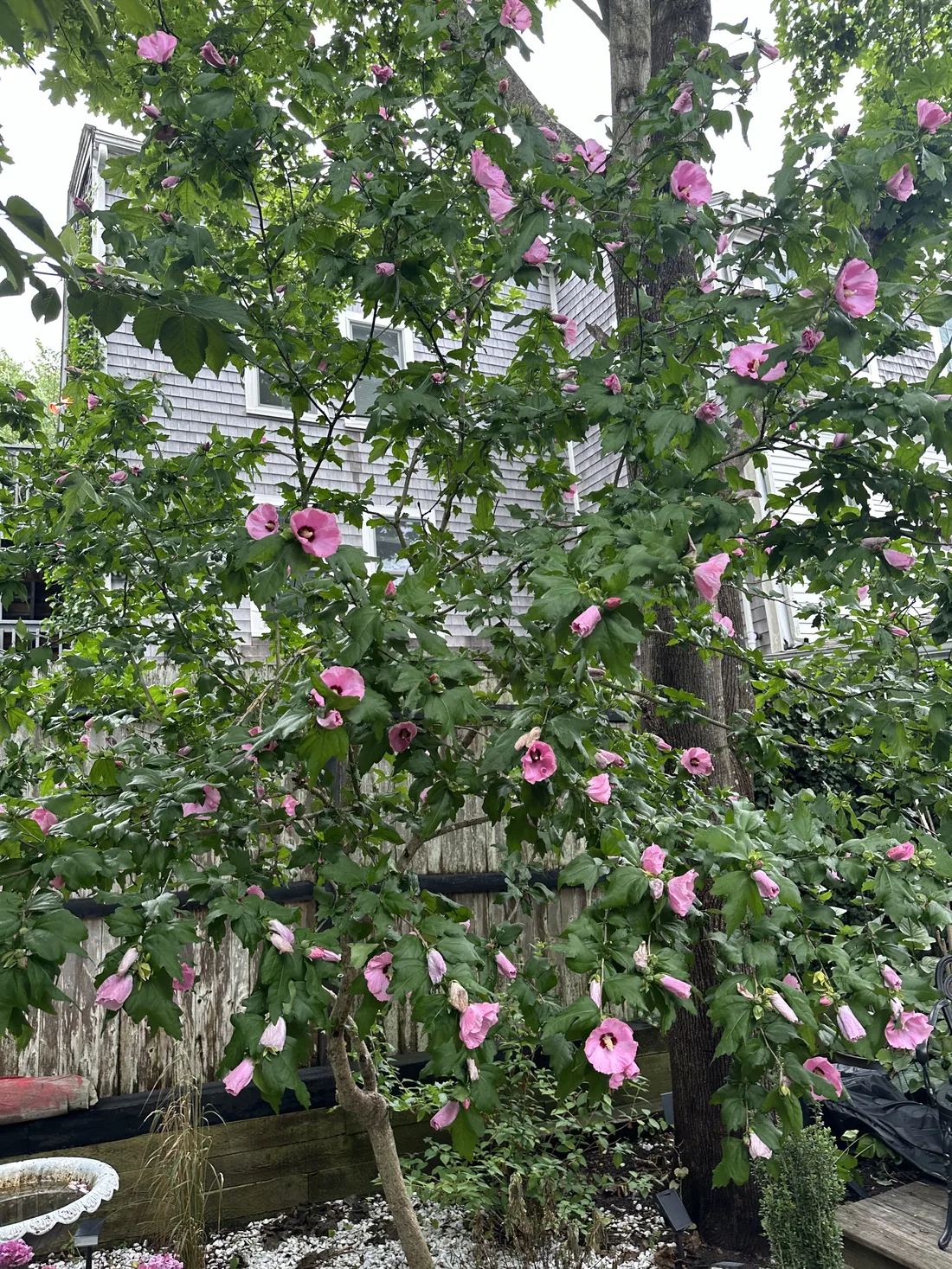 Pink hydrangeas blooming in the private garden at Ptown Perch